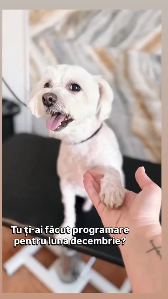 Bichon alb