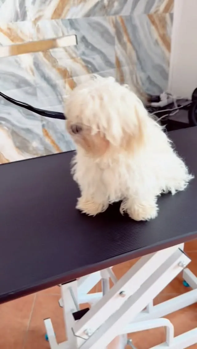 Bichon pe masa de toaletaj