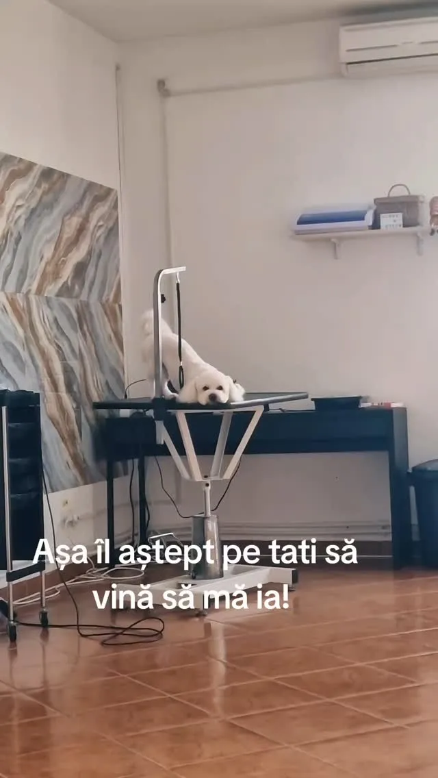 Salonul Lori's Pet Grooming